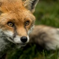 Red Fox (Vulpes vulpes) Garry Smith.